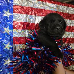 Boy 5 - Black female Labrador Retriever puppy in Holyoke, Massachusetts from Urban Oak Labradors LLC