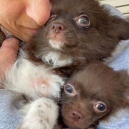 Chihuahua Puppies from ChiWowTown Chihuahuas