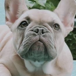 French Bulldogs from Stacy's Low Country French Bulldogs