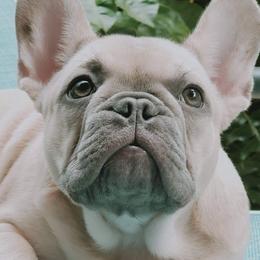 French Bulldogs from Stacy's Low Country French Bulldogs