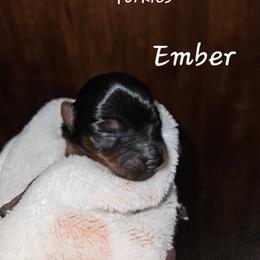 Ember - Black and tan female Yorkshire Terrier puppy in West Plains, Missouri from Brinkley Yorkies