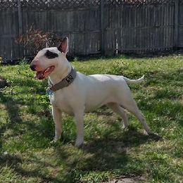 Zora - Bull Terrier