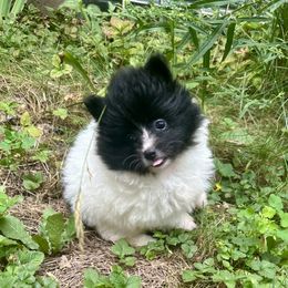 AKC COOKIE 5wks - Black parti female Pomeranian puppy in Madison, Ohio from PawSitive Therapy Pomeranians