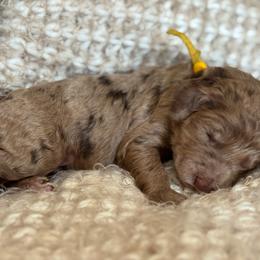 Yellow - Merle female Goldendoodle puppy in Hesperia, Michigan from Red Acres Poodles & Doodles