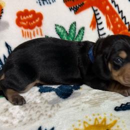 Rocky - Black and tan male Dachshund puppy in Cypress, Texas from Sweet Little Churros