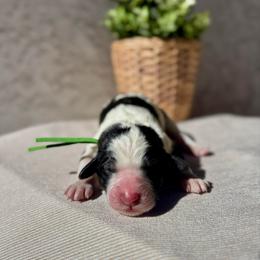 Ever - Black and white male Bernedoodle puppy in Moreno Valley, California from Ayy_Doodles
