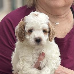 Hershey - Parti male Goldendoodle puppy in Danville, Virginia from Stella’s Stunning Goldendoodles of VA