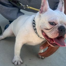 Winter - French Bulldog