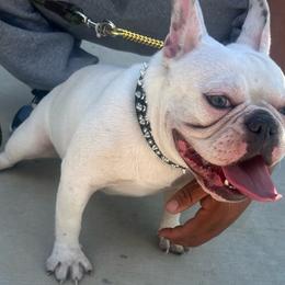 Winter - French Bulldog