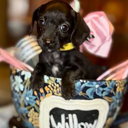 Willow (black and white female) - Black and white female Companion Cross puppy in Waldron, Arkansas from Kay’s Cutie Poos