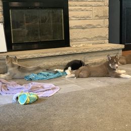 Siberian Husky Puppies from Myths and Legends Siberian Huskies