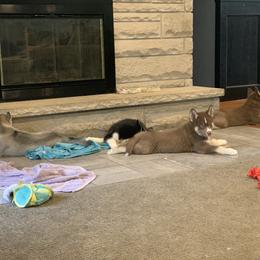 Siberian Husky Puppies from Myths and Legends Siberian Huskies