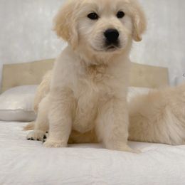Golden Retriever Puppies from Goldens of Hope