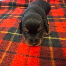 Midnight - Black and tan female Dachshund puppy in Corbin, Kentucky from Doxie Dapples