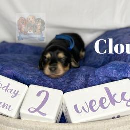 Dachshund Puppies from Shannon Dolly’s Dachshunds