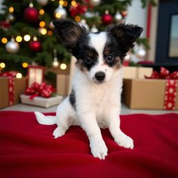 Triton - White black and tan male Papillon puppy in Joshua, Texas from Summertime Kennels