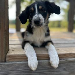 Strawberry pie - Black tri female Miniature Australian Shepherd puppy in Doddridge, Arkansas from Huddleston Farm