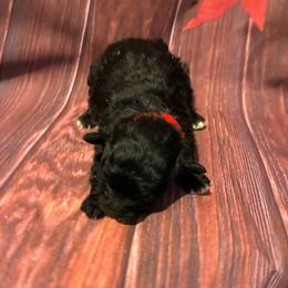 Milo - Black male Havapoo puppy in Brookings, South Dakota from Hofer Pups