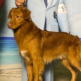 Nova Scotia Duck Tolling Retrievers from RisingSon Nova Scotia Duck Tollers and Bullmastiffs