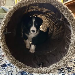 Krackle - Black and white male Border Collie puppy in Bloomingdale, New Jersey from Epic Borders