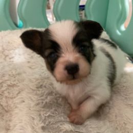 Bits boy - Red white and sable male Papillon puppy in Frostproof, Florida from Sequence Papillon