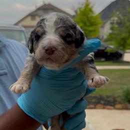 Pepper - male Bernedoodle puppy in Richmond, Texas from Harper’s Heartbeats