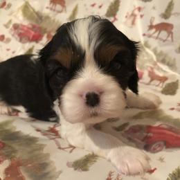 Cavalier King Charles Spaniel All Grown Up from Cutie Pie Cavaliers