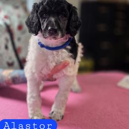 Alastor - Parti male Poodle puppy in Blue Ridge, Georgia from Beltane Standard Poodles