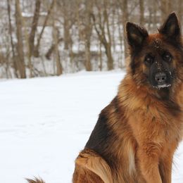 Skay - German Shepherd