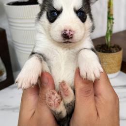 Pomsky Puppies from KY Pomsky Paws