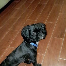 Harley Feller - Shih Tzu