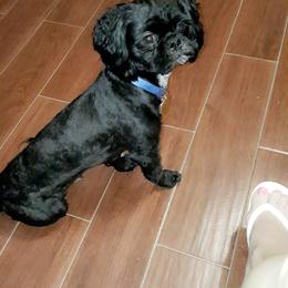 Harley Feller - Shih Tzu