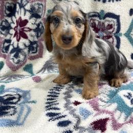 Tim AKC - Dapple male Dachshund puppy in Mansfield, Missouri from Owens Farm