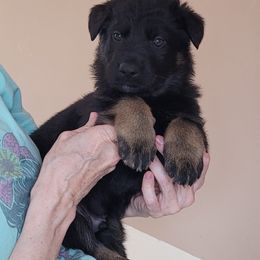 Boy 6 Yellow collar - Bi-color German Shepherd puppy in Double Springs, Alabama from Sunset Ranch and Kennel