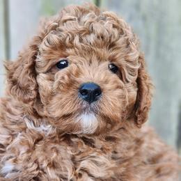 Molasses - Red  male Poodle puppy in Hoagland, Indiana from Kandyland Kennels