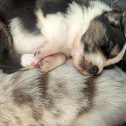 Australian Shepherd Puppies from Whimsical Aussies