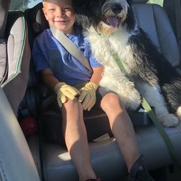 Aussiedoodle and Bernedoodle Puppies from North 40 Doodles