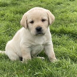 Puppy 6 - Yellow male Labrador Retriever puppy in Beavercreek, Oregon from Sweetwater Spring Labradors