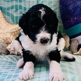 Reef - Parti male Poodle puppy in Harpers Ferry, West Virginia from Oso Perfect Poodles and Doodles