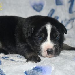 Gabriela - Black tri female Miniature Australian Shepherd puppy in Patterson, North Carolina from DreamLine Aussies