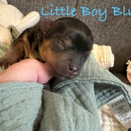 Little Boy Blue - Black and tan male Yorkshire Terrier puppy in Fairview, West Virginia from Prims Puppies LLC