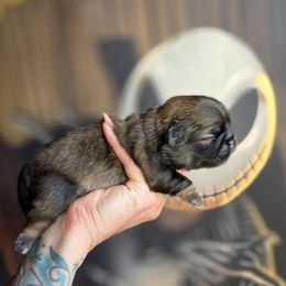 Delita - Black gold and white male Shih Tzu puppy in Lancaster, Ohio from Wandering Tzu