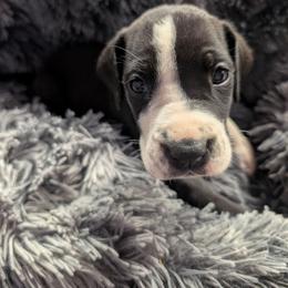 Cecilia - Mantle female Great Dane puppy in Brooksville, Florida from Follow My Lead Great Danes
