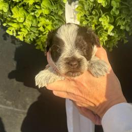 Hot pink girl - Parti female Miniature Schnauzer puppy in Oneonta, Alabama from Murphree Valley Kennels