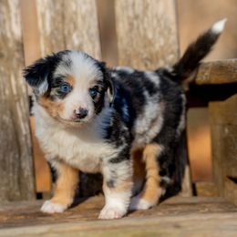 Reef - Blue merle male Miniature Australian Shepherd puppy in Niles, Michigan from Impression Dogs