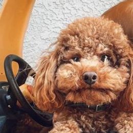 Poodles from Allison Northern California Toy Poodles
