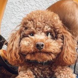 Poodles from Allison Northern California Toy Poodles