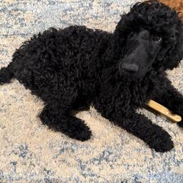 Juniper - Blue female Poodle puppy in Moncks Corner, South Carolina from Charleston Reds Standard Poodles and Whippets