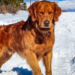 Oakley - Golden Retriever