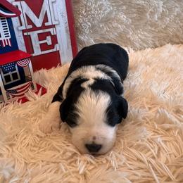 Boone - Black male Goldendoodle puppy in Bucyrus, Missouri from Hill Top Pomskies